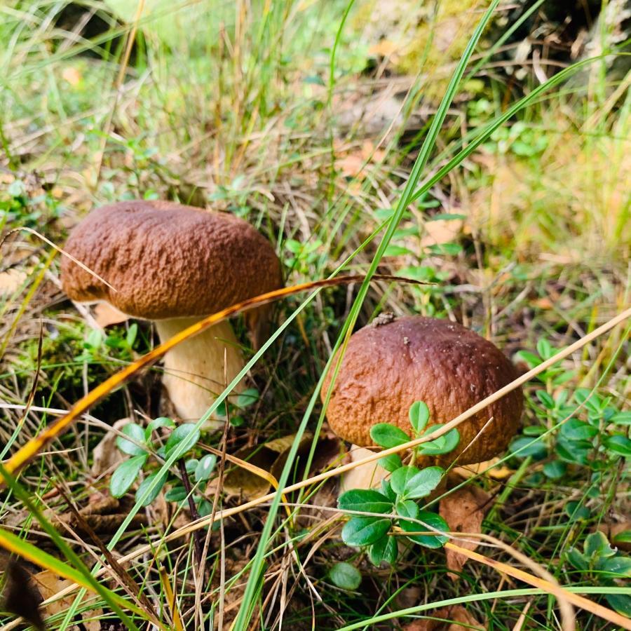 Pokoje Goscinne Ewela Łeba Extérieur photo